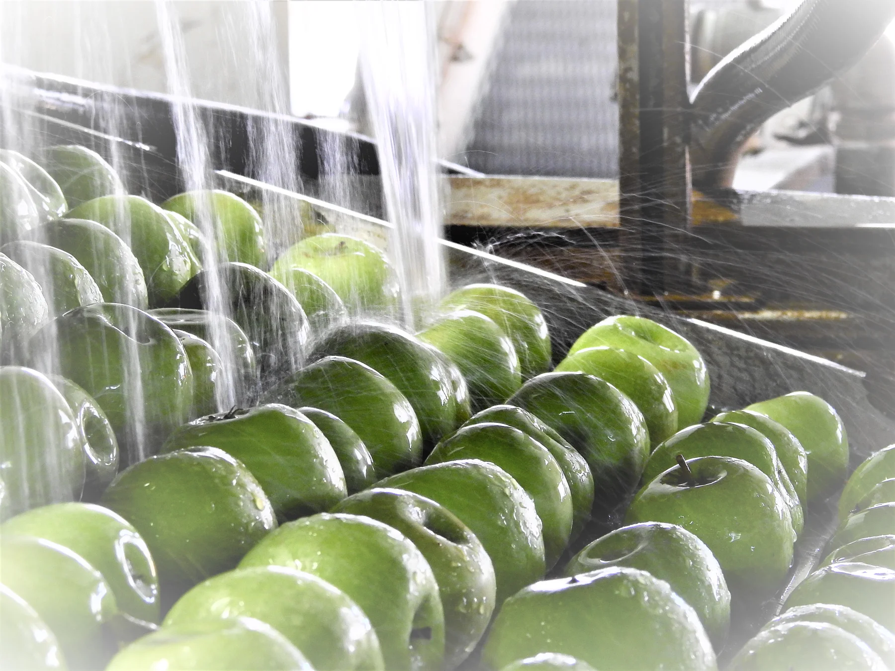 Fresh fruit harvested for export