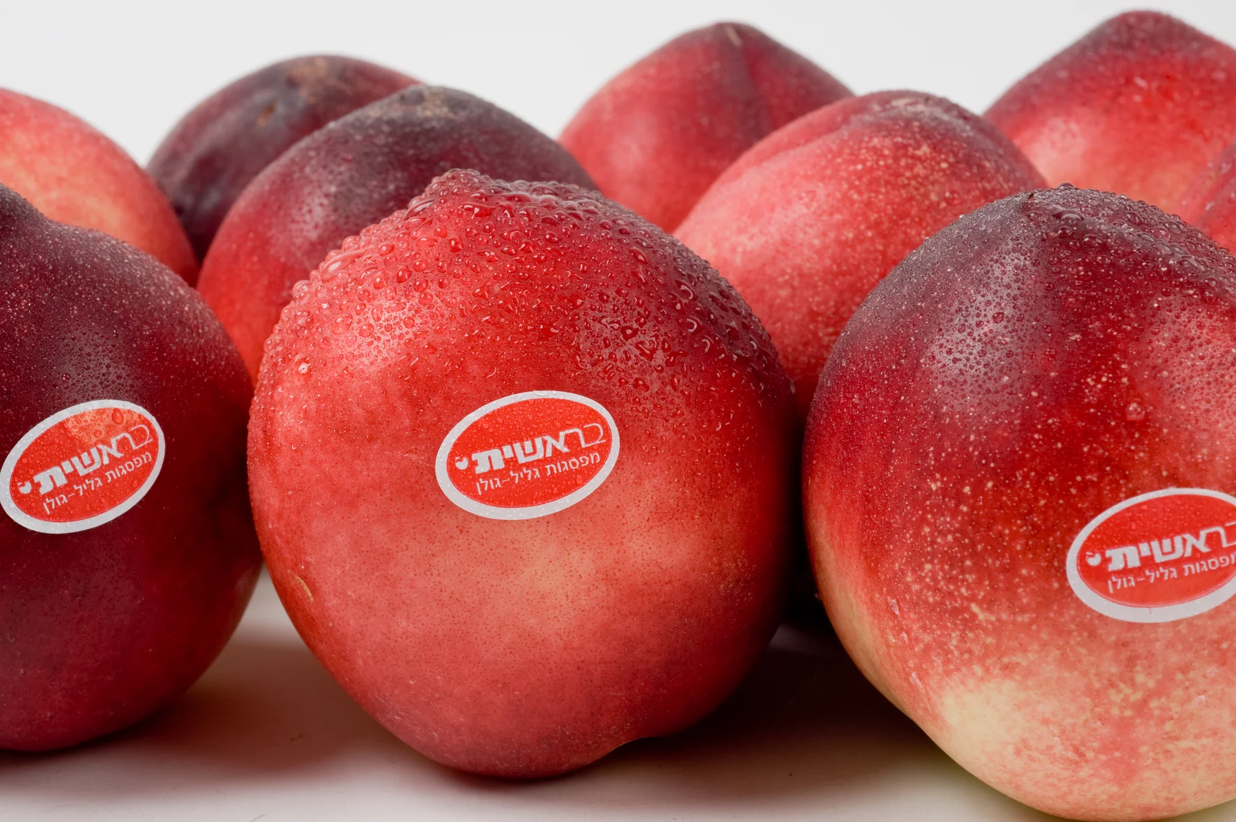 Fruit orchard landscape
