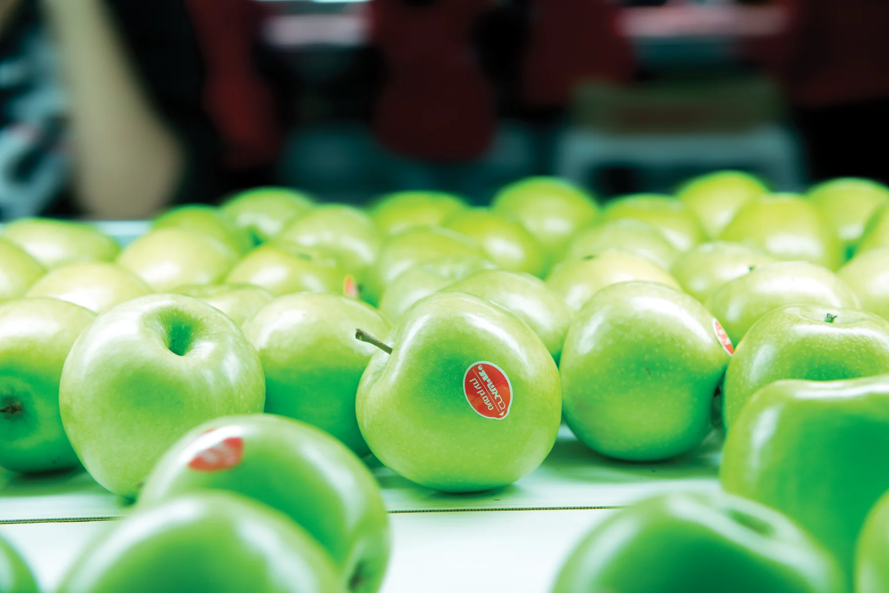 Harvest-ready fruit in the field