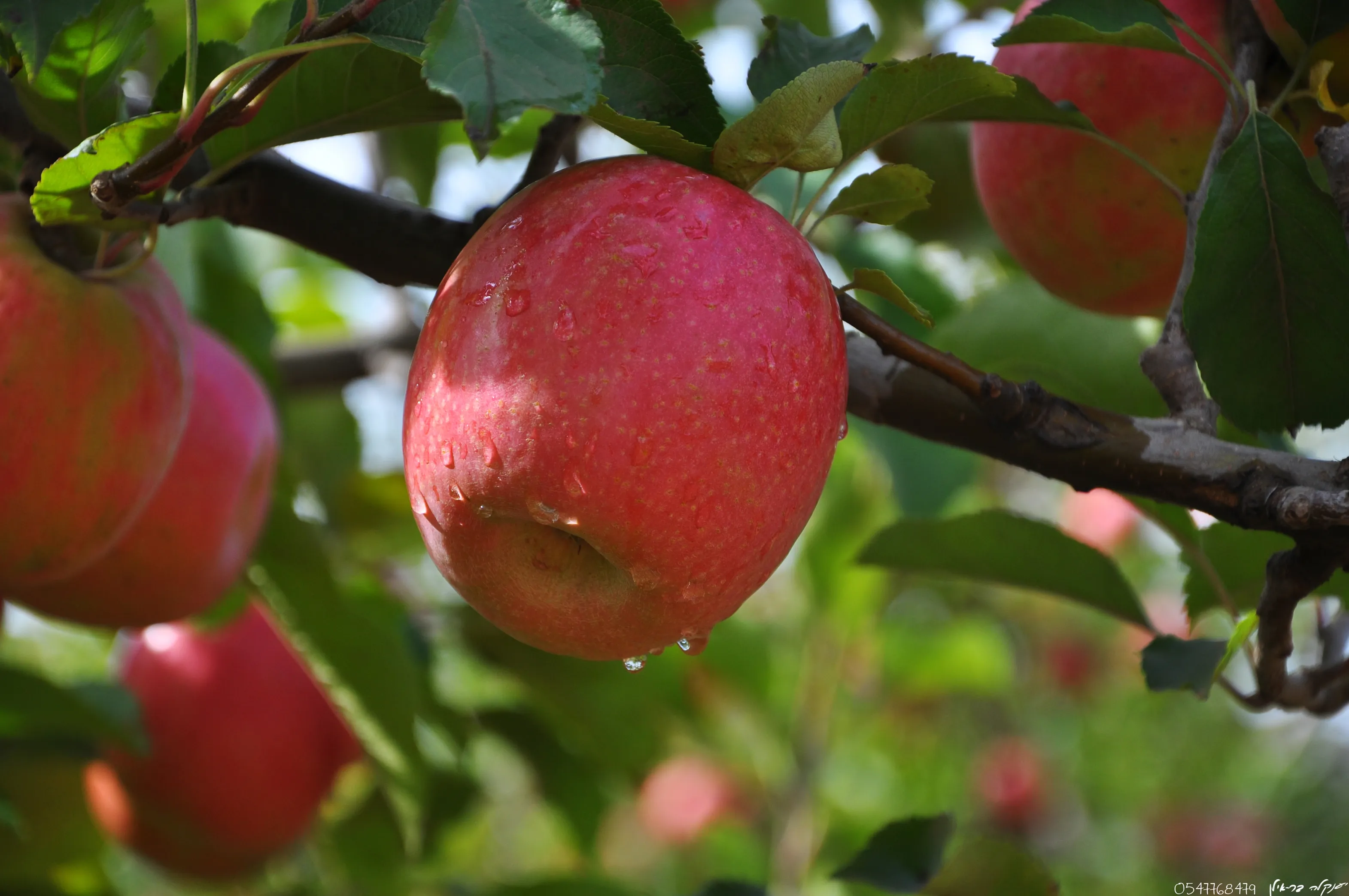 Global fruit sourcing and supply