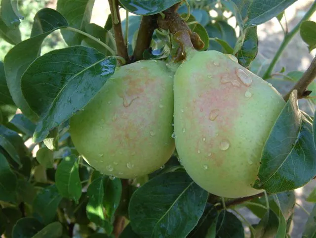 Premium fruit ready for export